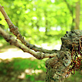 Loving the Forest